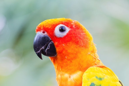 Head shot of parrot sun conure on blurred background