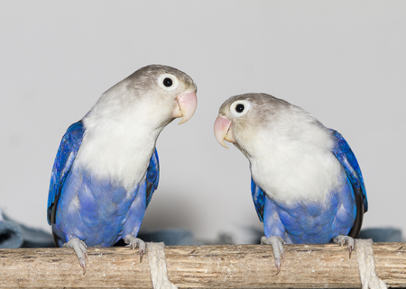 Two blue lovebirds sitting on the perchの写真素材