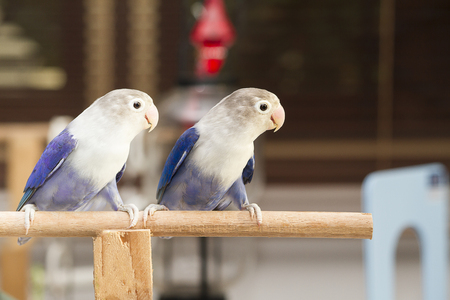 Two blue lovebirds sitting on the perch in the houseの写真素材