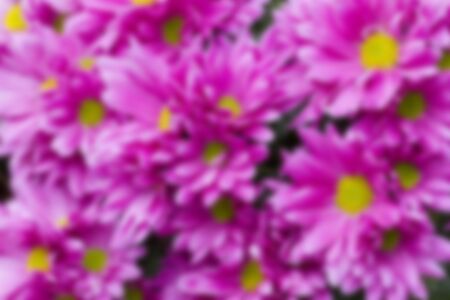 Blurred pink flowers backgroundの写真素材