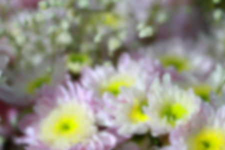 Blurred purple white yellow chrysanthemum flowers abstract backgroundの写真素材