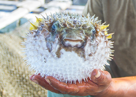 Fisherman holding wet live puffer fish in handの写真素材
