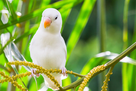 White lovebird playing on the tree in garden