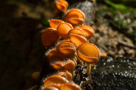 Selective focus of fresh hairy cup champagne mushroom  in nature in forest on dark blurred background, Thailandの写真素材