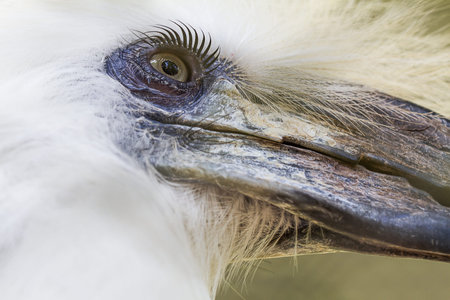 Eyes's shot of bird Hornbill, White-crowned Hornbill ( Aceros comatus )