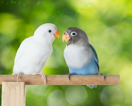 Blue and white lovebird talking on the perch with heart shaped musical notes on blurred green bokeh backgroundの写真素材
