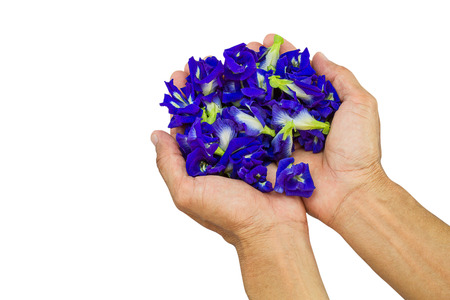Fresh flowers butterfly pea in hands on white background, health care conceptの写真素材