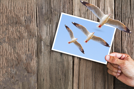 Hand holding photo of flying seagulls with another seagull flying out of the frame on vintage grunge wooden background, photography fun conceptの写真素材