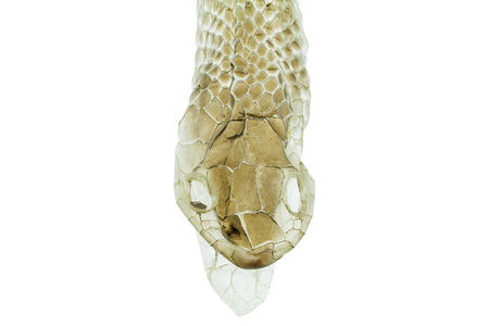 Head shot of shedding snake skin,boa, on white background