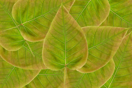 Spotted sicklefish heart shaped leaf isolated on white background with clipping path