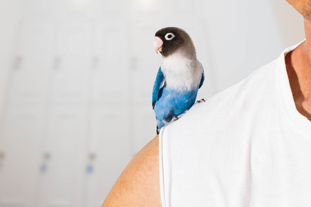 Parrot lovebird sitting on shoulder in the houseの写真素材