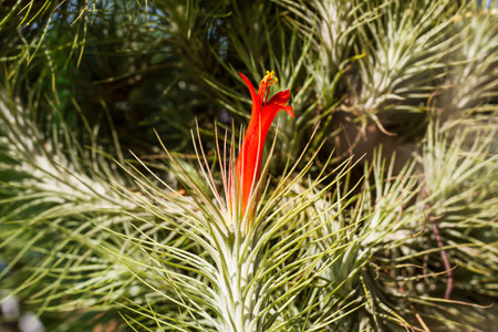 Air plant with red flower, Tillandsia funckiana, on tree in the garden