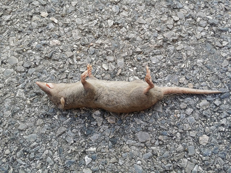 Dead rat on the roadの写真素材