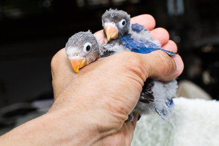 Hand holding baby parrot lovebird selective focus
