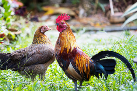 Colorful chickens walking on blurred green nature background