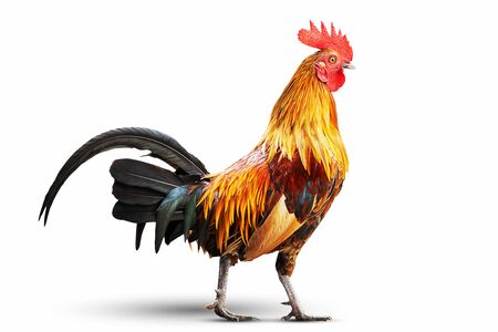 Colorful rooster isolated on white background with clipping pathの写真素材