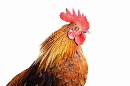 Closeup of colorful rooster's head shot isolated on white backgroundの写真素材