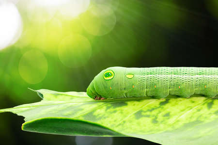 Macro of green caterpillar eating leaf on blurred bokeh backgroundの写真素材