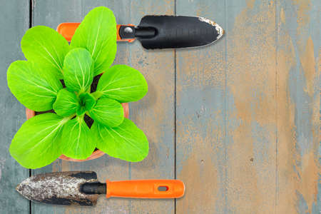 Lettuce in pot with old rusty grunge metal gardening shovels on vintage grunge gray wooden backgroundの写真素材