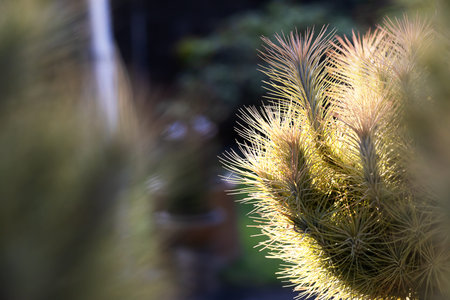 Air plant Tillandsia funckiana outdoors in the garden,selective focusの写真素材