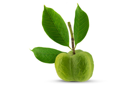 Fresh green rubber tree fruit with leaves on white background with clipping path