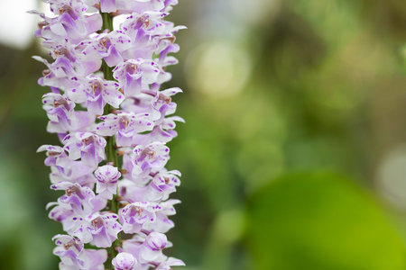 Exotic blooming pink orchid on blurred green bokeh background, selective focus