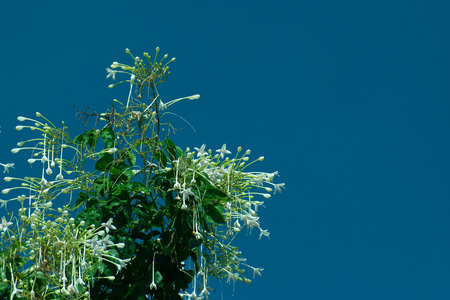 flower, baby tooth, flora, bloom, blossom on skyの写真素材