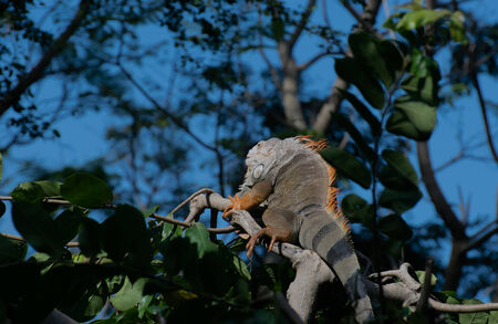 iguana reptile sitting on the treeの写真素材