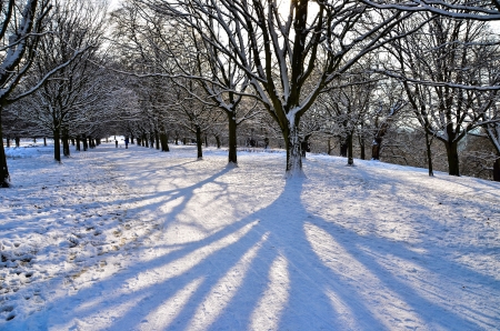 Richmond Park covered in winter snowの素材