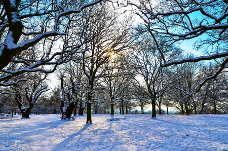Winter sun peeking through snow covered trees in Richmond Parkの素材
