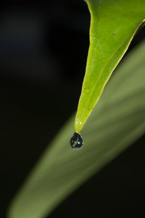 Reflection of green leaf in water dropの写真素材