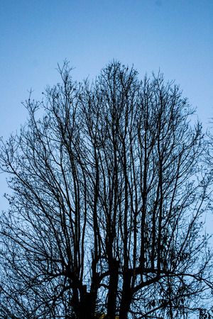 A dying tree with the clear skyの写真素材