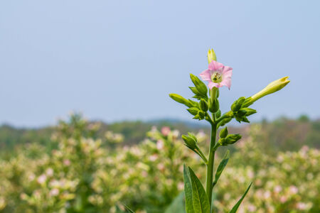 A flower and field of tobacco in Thailand の写真素材