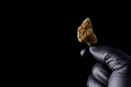 Close up hand holding dried cannabis buds, Weed buds, weed flowers with sativa, indica, hybrid strainの写真素材
