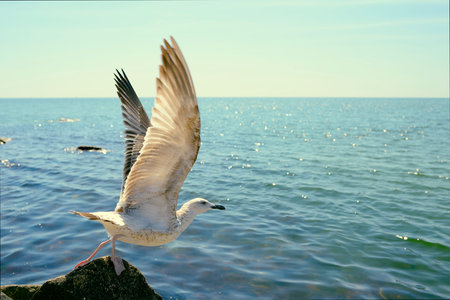Bird gull on takeoff from a cliff on the background of the seaの写真素材