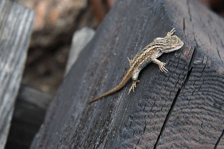 A lizard sunning itself on the edge of a piece of wood.の写真素材