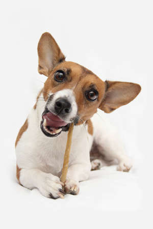 Jack Russell with beafstickの写真素材