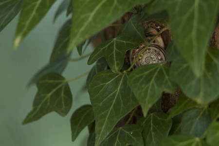 brown snail hidden behind leafs on a treeの写真素材