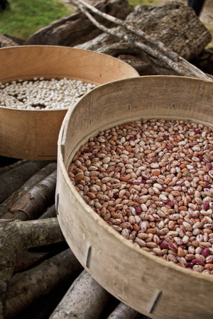brown and white beans drying in the sun inside of handcrafted wooden sieves according to italian...