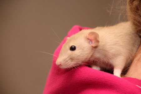 Funny gray rat are sitting on the girls shoulders on red pullover. The fancy rat is the domesticated form of Rattus norvegicusの写真素材
