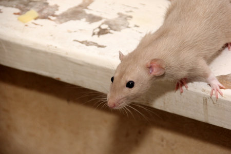 decorative brown rat is looking for something to eat. The rat eats. Decorative house ratの写真素材
