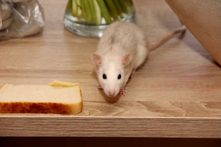 decorative brown rat is looking for something to eat. The rat eats. Decorative house ratの写真素材