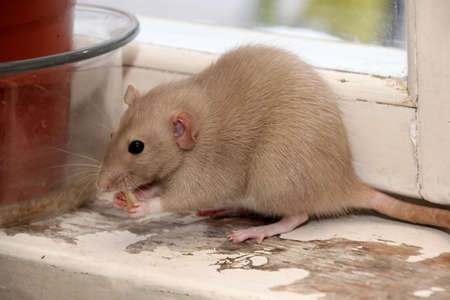 decorative brown rat is looking for something to eat. The rat eats. Decorative house ratの写真素材