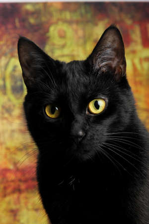 Close-up of a black cat with yellow eyes. Cat studio pictureの写真素材
