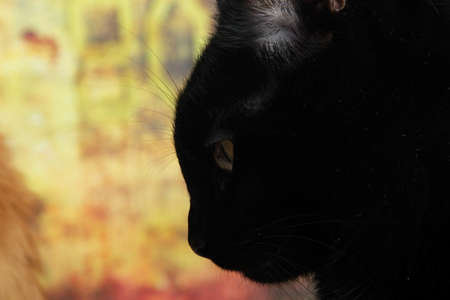 Close-up of a black cat with yellow eyes. Cat studio pictureの写真素材
