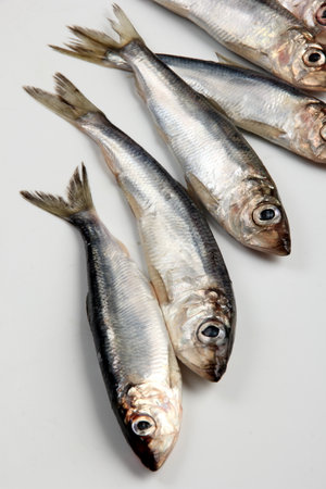 Fresh raw Baltic herring on a white background. Fresh small silvery fishの写真素材