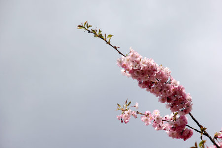 Pink cherry blossoms on branches on a sky background, Cherry blossoms or sakura in Riga, Latvia