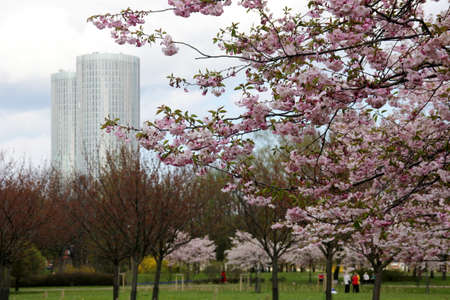 Riga, Latvia - may 05, 2021: People walks and rests in blooming cherry sakura in Victory park (Uzvaras parks) in Riga, Latvia.のeditorial素材