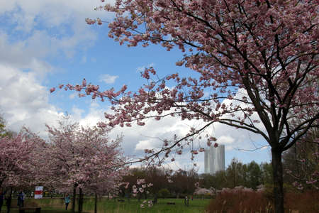 Riga, Latvia - may 05, 2021: People walks and rests in blooming cherry sakura in Victory park (Uzvaras parks) in Riga, Latvia.のeditorial素材
