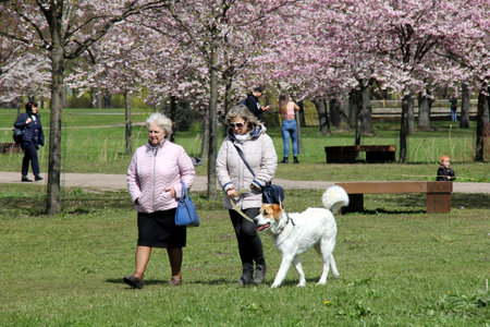 Riga, Latvia - may 05, 2021: People walks and rests in blooming cherry sakura in Victory park (Uzvaras parks) in Riga, Latvia.のeditorial素材